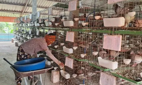 Con đi du học về dạy bố cách nuôi thứ chim 'đẻ sòn sòn', nông dân Hải Phòng đút túi nửa tỷ mỗi năm
