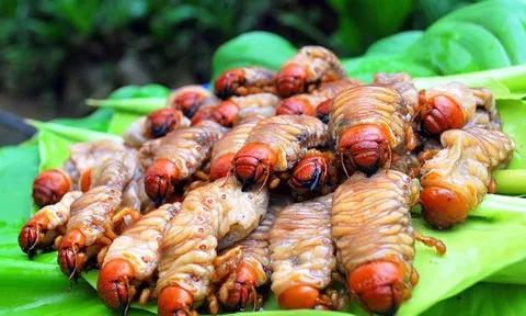 Săn 'lộc trời' từ lòng đất: Đặc sản nhìn 'sợ khiếp vía', giá 350.000 đồng/kg vẫn được dân sành ăn săn lùng