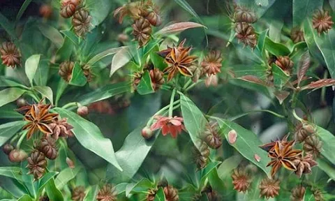 Loài hoa quý hiếm khiến thế giới mê mẩn, chỉ vài nước trồng được: Việt Nam vừa thu về hơn 44 triệu USD, sản lượng 22.000 tấn/năm