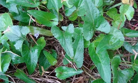 Cây dại mọc đầy bờ rào xưa chẳng ai ngó đến, nay thành đặc sản được dân thành phố săn lùng, giá cao không tưởng