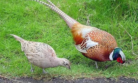 Lợi nhuận cao gấp 3 lần nuôi gà vịt, loài chim này trở thành 'mỏ vàng mới' của nông nghiệp: Giá trứng 20.000 đồng/quả, thịt đắt hơn bò