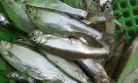 Từng bị chê là 'cá cho lợn ăn', nay lên đời thành đặc sản đồng quê được săn lùng, giá cao chót vót