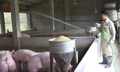 Từ điểm nóng dịch tả lợn châu Phi, nay Cần Thơ đã duy trì 21 ngày ‘sạch bệnh’ nhờ chăn nuôi không tiếp xúc, mở ra hướng đi mới cho nông nghiệp Việt Nam