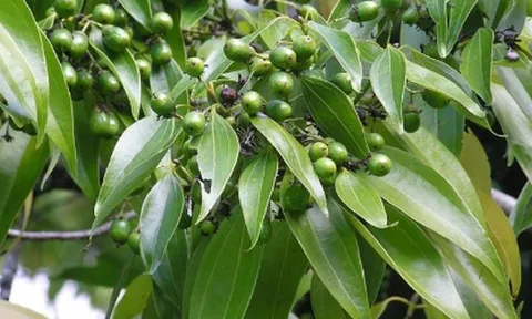 Loài cây gia vị quý của thế giới Việt Nam đang trồng bạt ngàn: Từ vỏ đến lá đều hái ra tiền, nước ta cùng Trung Quốc cạnh tranh ngôi vương của thế giới