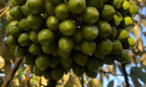 Chỉ trong 1 tháng, Trung Quốc chi gần 1 tỷ USD để mua một sản vật từ Việt Nam