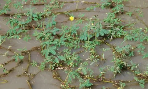 Rau dại mọc bờ mương một thời bị chê, nay thành đặc sản đắt khách: Trồng 1 tháng đã thu hoạch, bán quanh năm