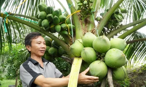 Độc lạ miền Tây: Vườn dừa lùn mang hàng trăm trái mỗi cây, giúp ông chủ kiếm bộn tiền dù không bán quả