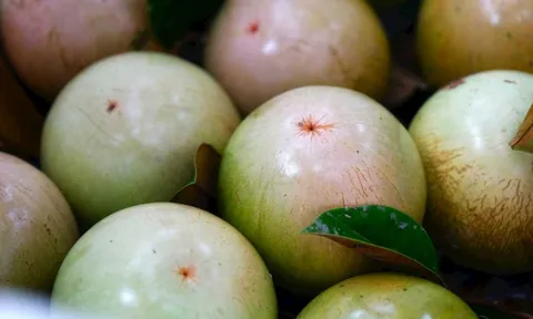 Một loại quả chỉ duy nhất Việt Nam xuất khẩu trên thế giới: Mỹ, Trung Quốc mua ào ào dù giá cao, có người phải thốt lên 'độc nhất vô nhị'