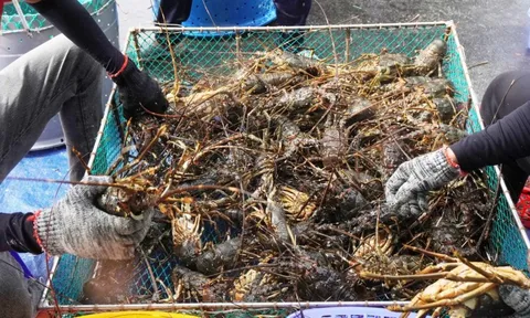 Người dân thủ phủ tôm hùm bán tháo tôm hùm 'chạy bão', thương lái đổ xô đến mua