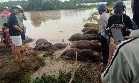 Xót xa hàng chục con trâu ở Đắk Lắk bị ngạt nước chết do bão số 13