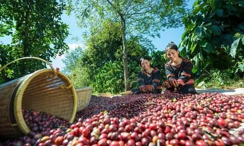 Một cường quốc cà phê ở Bắc Mỹ bất ngờ gom hạt Robusta từ Việt Nam nhiều nhất lịch sử, giá trị tăng gấp 35 lần