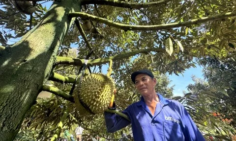 Sầu riêng Việt và bài học không thể đi xa bằng sự bị động