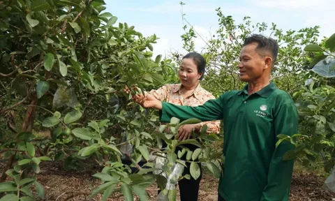 Bỏ lúa sang trồng loại quả giá chỉ 5.000 đồng/kg, nông dân Cần Thơ từng bị chê dại giờ thành đại gia