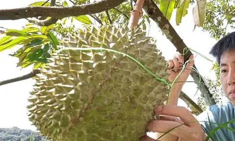 Sầu riêng sẽ trở thành "quốc quả" của Malaysia?