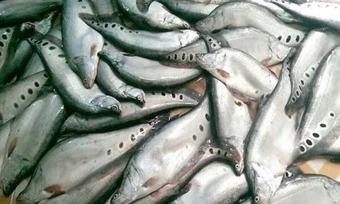 Từng bị bỏ đi vì 'ít thịt, nhiều xương', loài cá này giờ thành đặc sản làm đủ món ngon, người thành phố 'phát cuồng'