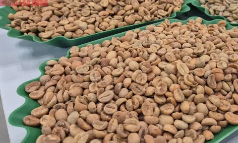 Giá cà phê hôm nay 11 -11: Tăng tiếp, Arabica lại vượt 9.000 USD/tấn