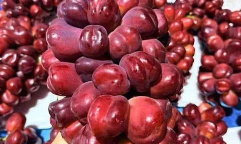 Nho Trung Quốc ồ ạt về Việt Nam, giá rẻ như cho, dân buôn bán cả tấn mỗi ngày