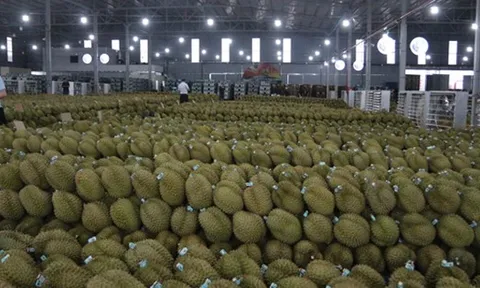 Sầu riêng Việt trước bài học lớn