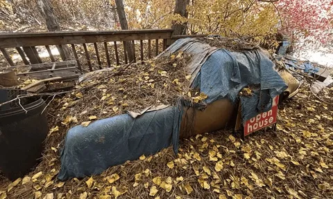 Siêu phẩm Porsche 911 Targa 'ngủ quên' suốt 31 năm trong rừng, tình trạng của xe khiến nhiều người phải thốt lên vì bất ngờ