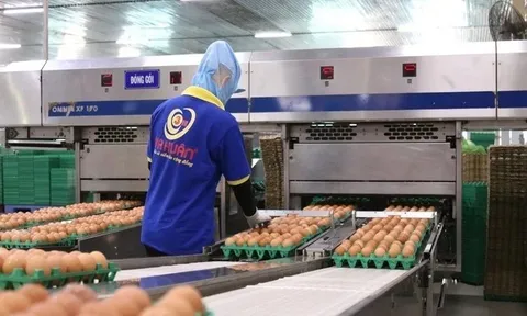 'Trùm' trứng gà Ba Huân bị hải quan 'tuýt còi', người trong cuộc thừa nhận điều đau xót