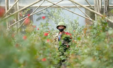 Gần 20-11, nhiều chủ vườn hoa... lo lắng