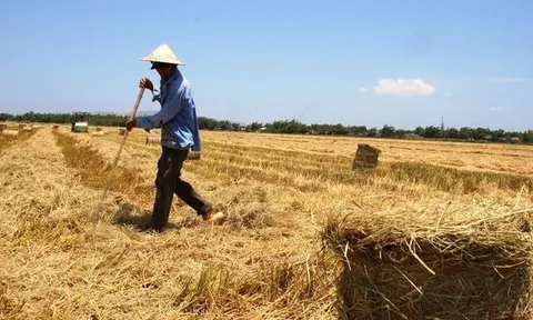 Không còn đốt rơm rạ, nông dân Ninh Bình tìm ra cách kiếm cả trăm triệu mỗi vụ lúa từ chính thứ bỏ đi này