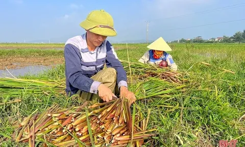 Cây ‘đẻ ra tiền’ ở Ninh Bình, trồng nhàn nhưng lợi nhuận gấp 4 lần lúa, vừa lên sạp thương lái đã tranh nhau mua