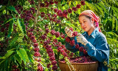 Mỹ miễn thuế đối ứng có 'mở toang' cánh cửa cho nông sản Việt?