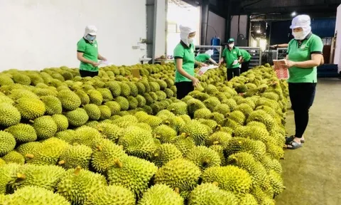 Nông sản Việt vào Mỹ hưởng lợi khi Mỹ dỡ bỏ thuế