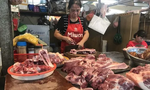 Nông dân nuôi lợn kiệt quệ vì lỗ nặng, vì sao giá thịt lợn vẫn ‘trơ trơ’ trên 150.000 đồng/kg?