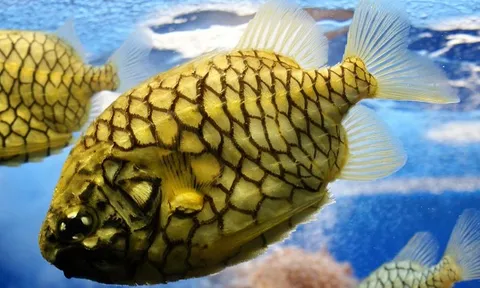 Hai loại cá 'tên trái cây' một thời bị ngó lơ, giờ thành đặc sản đắt đỏ, càng hiếm càng được săn lùng