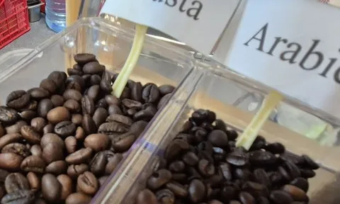 Giá cà phê hôm nay 19-11: Tiếp tục tăng cao