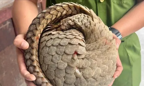 Phát hiện con vật quý hiếm trong sách đỏ khi đi làm đồng