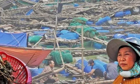 Bán tôm hùm 150.000 đồng/kg sau lũ dữ, người dân Đắk Lắk trắng tay