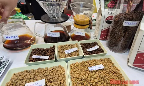 Giá cà phê hôm nay 24-11: Tuần mới sẽ ra sao?