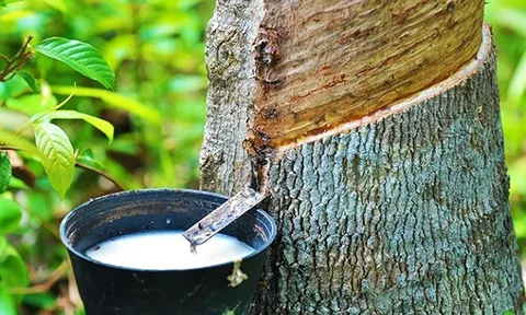 Malaysia chốt đơn hàng chục nghìn tấn 'vàng trắng' của Việt Nam: Indonesia, Trung Quốc cũng đua săn, nước ta có diện tích trồng vượt 900.000 ha