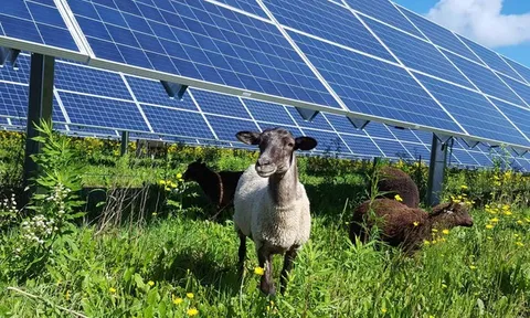 Trang trại điện mặt trời 100 MW và 600 chú cừu: Sự kết hợp bất ngờ