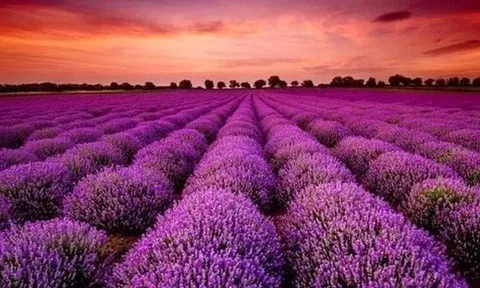 Một cổ phiếu công ty chứng khoán “bốc đầu” kịch trần ngay trước thềm họp ĐHCĐ bất thường