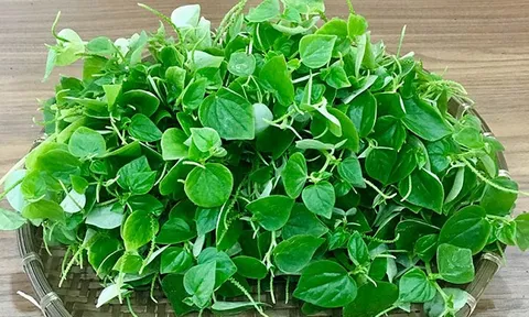 Loại rau dại của Việt Nam lại được thế giới xem như vị thuốc quý, giá tới 120.000 đồng/kg vẫn 'cháy hàng'
