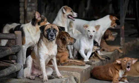 Thủ đô một nước Đông Nam Á cấm thịt chó, dân tình chia phe tranh cãi nảy lửa