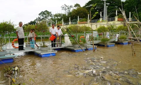 Bí ẩn: Hàng chục tấn cá hoang quy tụ về Đồng Tháp 'xin ăn', dân địa phương lập đội bảo vệ như báu vật