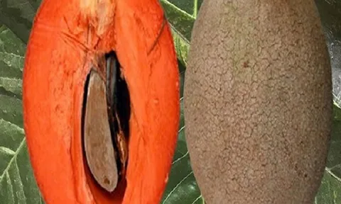 Quả 'lạ mà quen' nặng tới 2 kg bất ngờ thành đặc sản đắt khách, giá 400.000 đồng/kg vẫn được săn lùng