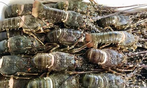 Trung Quốc mê không lối thoát một 'sản vật dưới nước' của Việt Nam: 10 tháng thu hơn 700 triệu USD, mặt hàng chủ lực là gì?