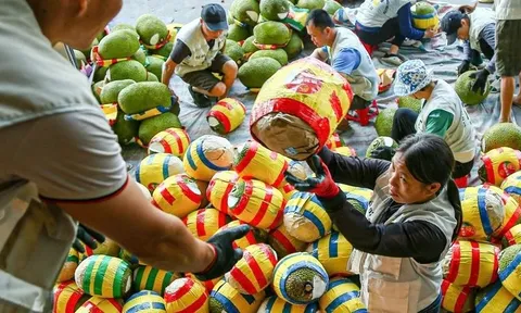 1 loại trái cây của Việt Nam chính thức được xuất khẩu chính ngạch sang Trung Quốc: Nông dân thu lợi lớn!