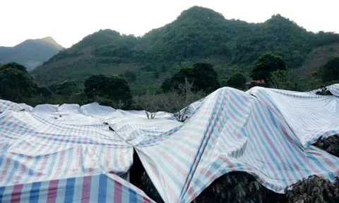 Nông dân Sơn La tức tốc phủ bạt, hun khói cứu kho 'vàng đen' giữa đêm