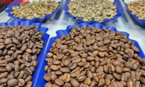 Giá cà phê hôm nay 30-11: Một tuần lạ lùng