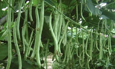 Rau 'mảnh mai' nhưng lợi ích khổng lồ: Giá dễ tiếp cận, xuất hiện khắp các chợ Việt