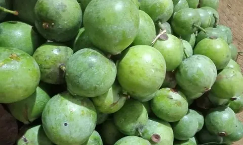 Loại quả xưa chín rụng đầy gốc chẳng ai hái vì chua, nay thành đặc sản 'cháy hàng', hết mùa muốn mua cũng không có