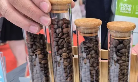 Giá cà phê hôm nay 2-12: Giảm mạnh, hàng trăm nhà mua hàng quốc tế đang quy tụ tại TP HCM