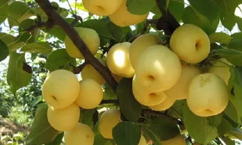 Bất ngờ loại quả bạt ngàn ở Việt Nam lại được xếp vào nhóm 'tốt nhất thế giới', mùa rộ chỉ từ 20.000 đồng/kg nhưng rất bổ